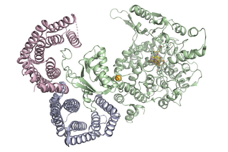 Neutrální trehaláza Nth1